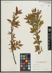 Foto von Salix rigida Muhl.